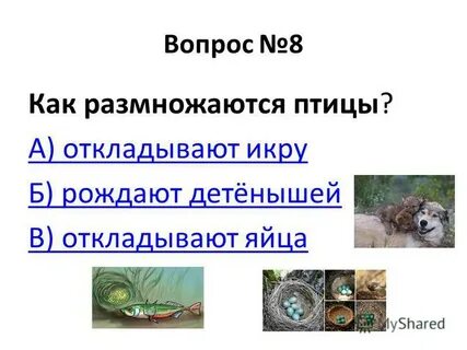 Тест животный мир 8 класс