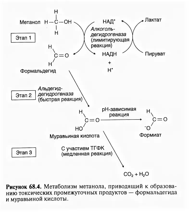 Окислением метанола получают. Схема метаболизма метанола. Метаболизм метанола реакции. Метаболизм метилового спирта. Метаболизм метанола в организме.