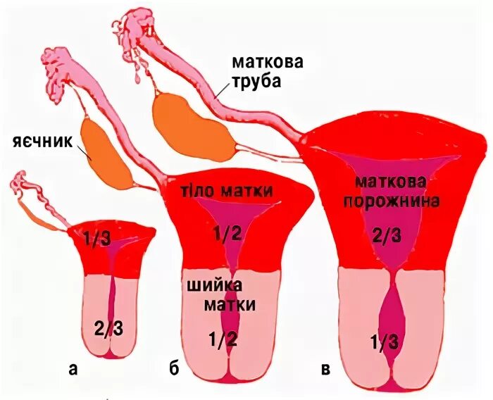 Овуляция половые губы. Овуляция по шейке матки. Расположение шейки матки по дням цикла.