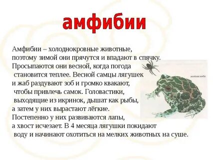 Когда лягушки впадают в спячку