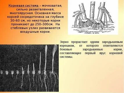 Корневая система кукурузы