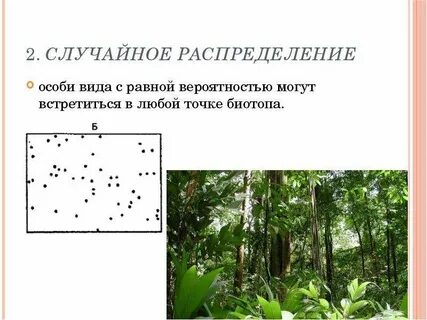 Примеры особей