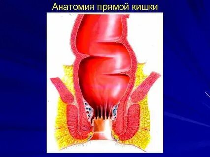 Задний проход слизистая оболочка