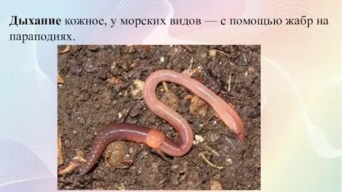 Органы дыхания дождевого червя