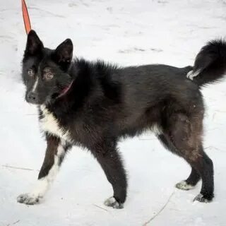 Собака в красноярске в добрые руки