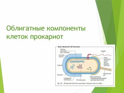 Клеточная стенка прокариот