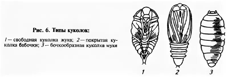 Типы личинок и куколок насекомых. Типы куколок и коконов насекомых. Типы куколок насекомых  открытые. Свободные куколки насекомых. Открытая куколка