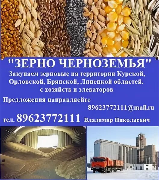 пшеница колос и зерно. семена масличных культур. пшеница ячмень овес. зерно предложение. зерно предложение.