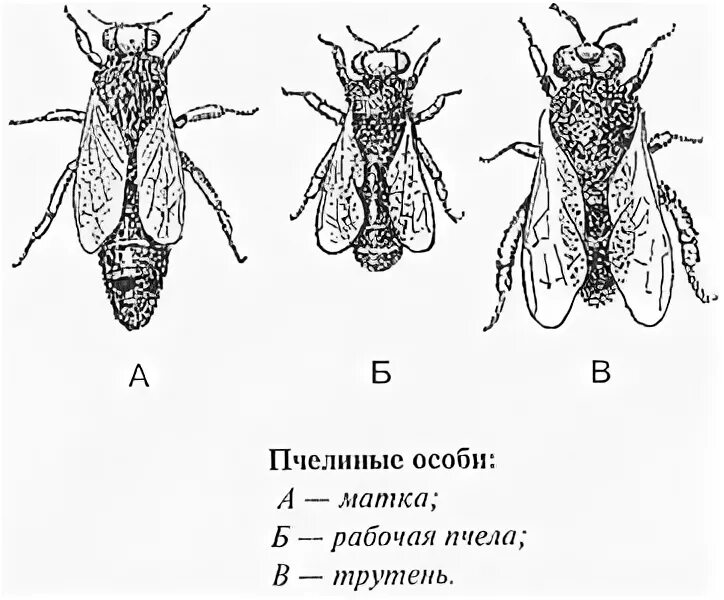 Австралийский муравей-портной. Муравей портной муравейник. Муравьи самки самцы и рабочие особи. Рабочие особи муравьев. Фараоновые муравьи муравейник.