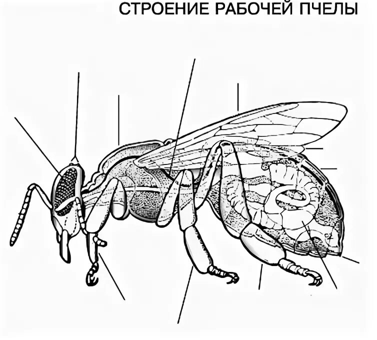 Отделы тела пчелы медоносной. Строение пчелы изнутри. Внешнее строение пчелы. Внешнее строение пчелы рисунок. Внешнее строение пчелы без подписи.