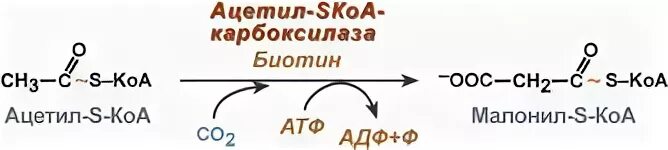 Реакция образования малонил КОА. Реакция ацетил КОА В малонил КОА. Реакция образования ацетил КОА. Ацетил КОА В малонил КОА фермент.