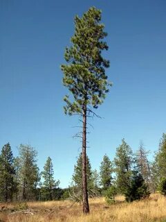 These are tall trees