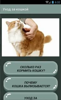 Сколько раз в день кошка