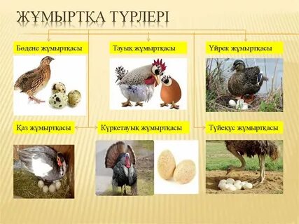 Смотреть онлайн порно: Ағам жиенді трахает