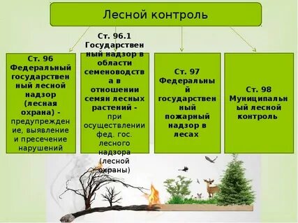 Лес определение