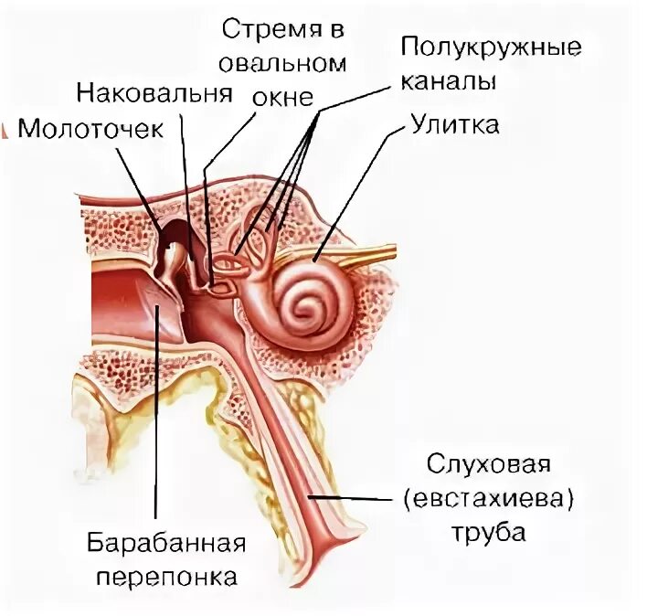 Строение органа слуха млекопитающих. Строение уха млекопитающих. Строение органов слуха млекопитающих схема. Среднее ухо млекопитающих.