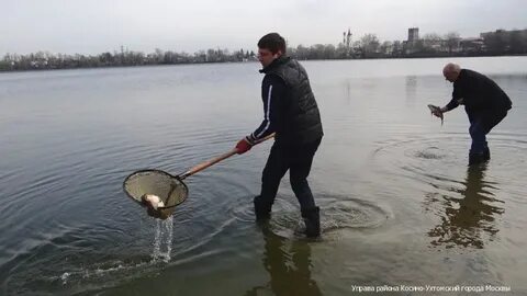 На волне косино