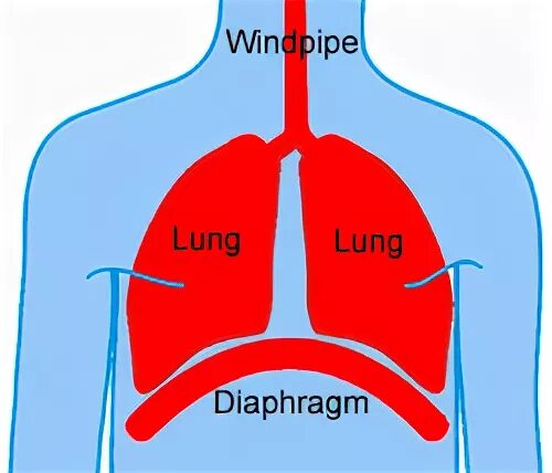 Диафрагма состоит из ткани. Диафрагма на англ. . diaphragmatic breathing рисунок. diaphragm картинка. диафрагма легких при вдохе покажите рисунок.