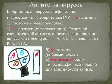 Антигены вирусов