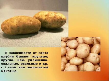 Условия выращивания картофеля