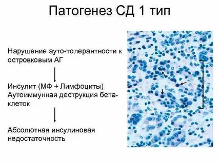 Функции бета клеток