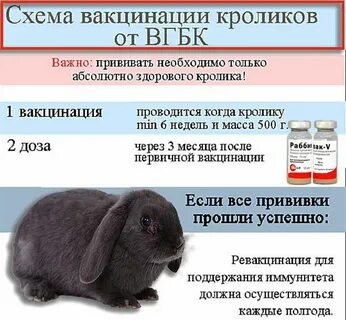 Прививки крольчихам