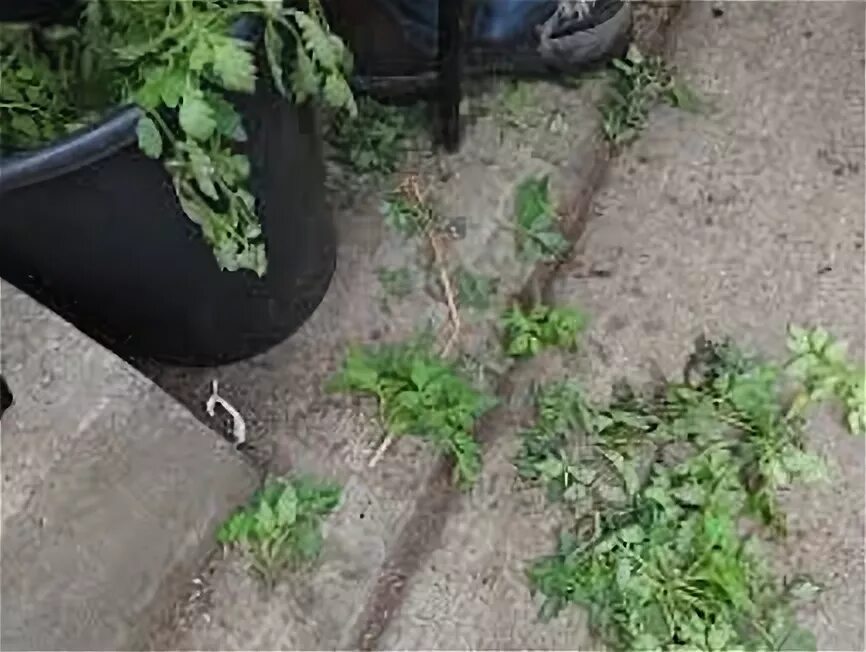 Куда девать картофельную ботву. Куда можно класть ботву томатов и перца. можно ли картофельную ботву в компост.