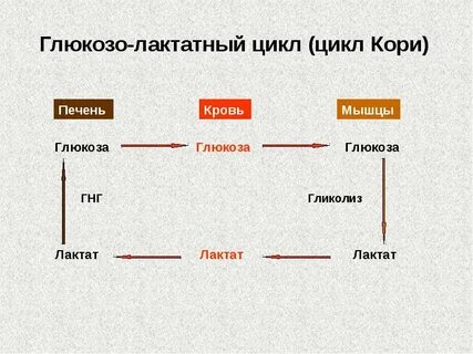 Цикл кори