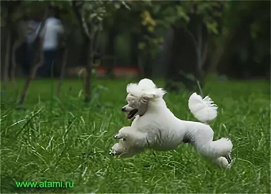 иллюстрация пудель и птичка. артемон герой. пудель и птичка лемарк слушание музыки. пудель и птичка картинка для детей. бегущий карликовый пудель.