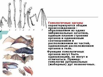 Гомологичные органы рыб