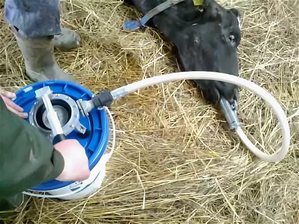 Зондирование животных