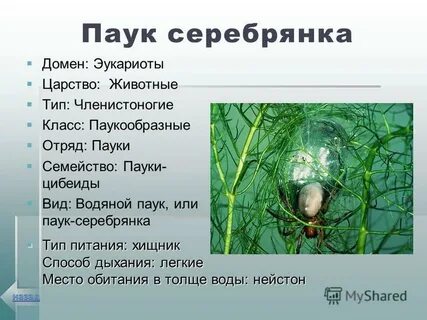 Описание паучий источник