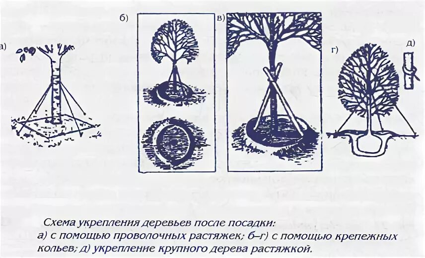 Схема посадки крупномеров. Схема посадки деревьев. Укрепление деревьев. Схема крепления дерева после посадки. Предлагать способ пересадки деревьев