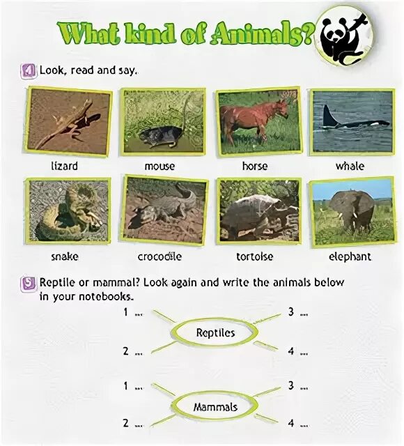 Look and write the names. Reptile or mammal look again and write the names of animals below in your notebooks перевод. reptile or mammal look again and write the names of animals below in your notebooks. reptile or mammal look again and write the names of animals below in your notebooks 3 класс. write the names of the animals.