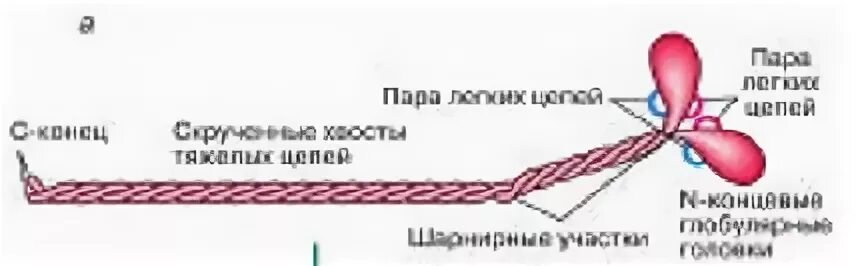 Миозин мышечной ткани. Миозин 2. строение миозина биохимия. строение молекулы миозина. миозин структура и строение.
