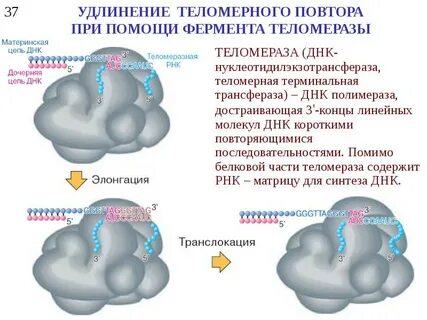 Фермент теломеразы что это