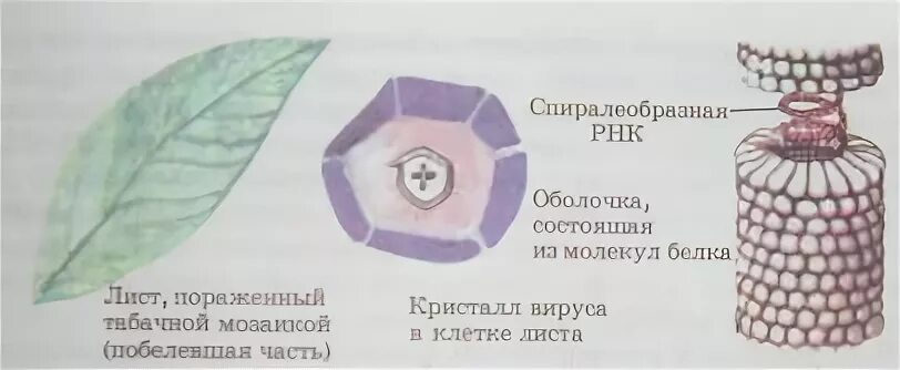 Строение вирус на примере вируса табачной мозаики У вирусов есть клеточное строение