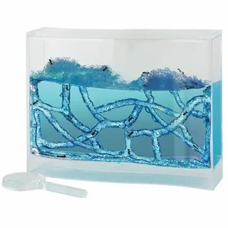 Ant farm