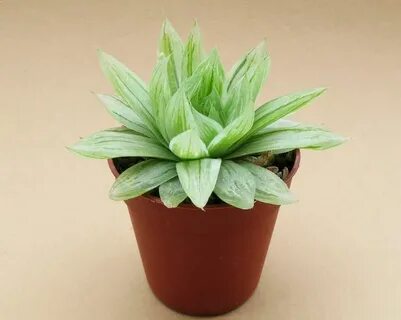 Plant 2014