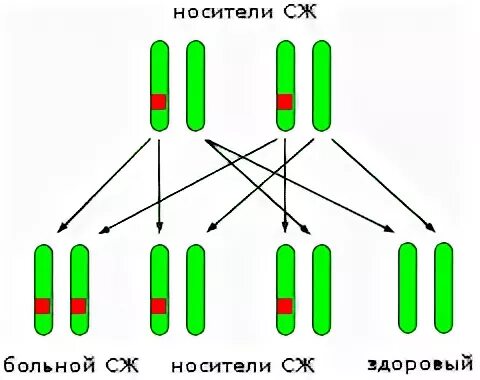 Генотипы жильбера. Синдром Жильбера схема наследования. Синдром Жильбера наследование. Синдром Жильбера принцип наследования. Синдром Жильбера 7.