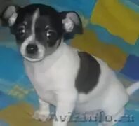Собака чихуахуа мальчик щенок белый белого цвета щенок мальчик. Щенки чихуахуа пенза. Да или нет продаются щенки чихуа хуа по 8000. Чихуахуа палевый гладкошерстный. Чихуахуа мини гладкошерстные.