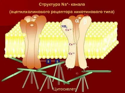Ацетилхолиновые рецепторы