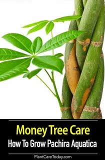 Money tree plant
