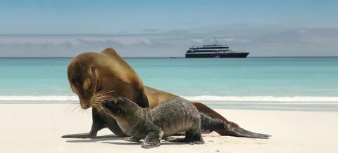 Cruising the Galapagos with National Geographic Ecuador Adventure World Travel