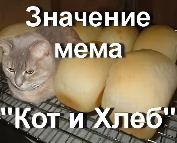 Можно котам хлеб
