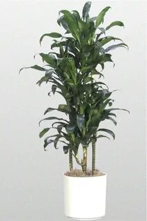 Plant selection