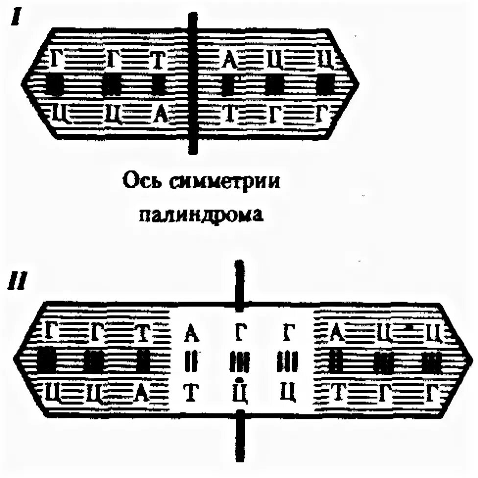 Палиндром биосинтез. Палиндромная последовательность ДНК. Палиндромные участки ДНК. Палиндромные последовательности ДНК И РНК. Палиндром это в генетике.