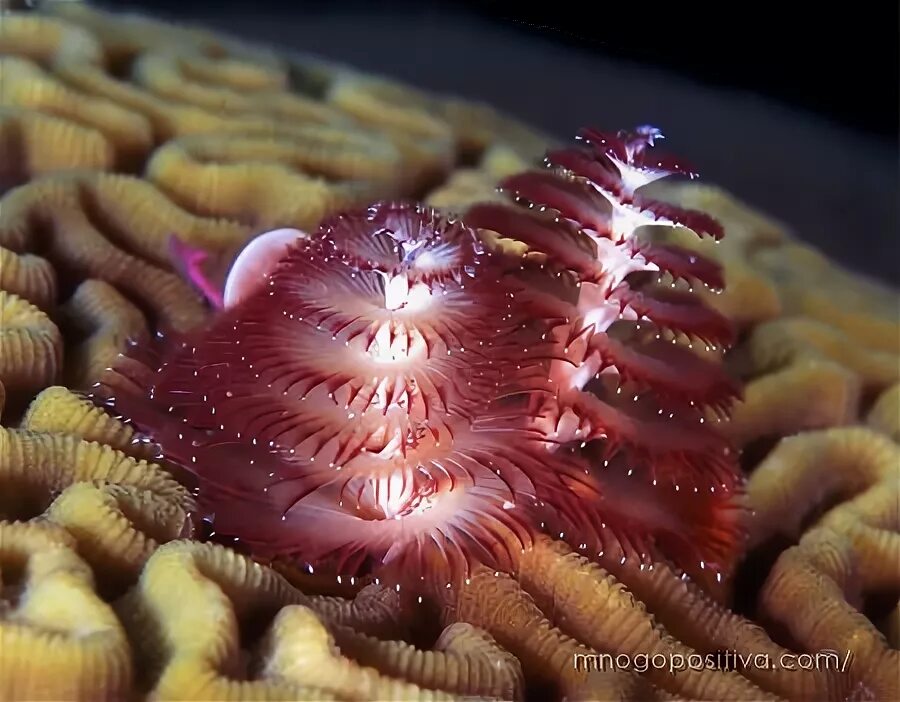 Морской червь размер. Морские многощетинковые черви. Нереис червь. Червь "Новогодняя елка" (Spirobranchus giganteus). Морской кольчатый червь.