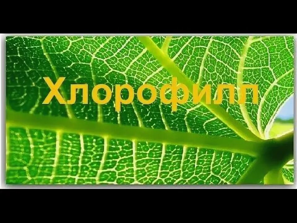 Где находится основная масса хлорофилла 6 класс биология. Хлорофилл формула химическая. Природа хлорофилла. Хлорофилл. Структура молекулы хлорофилла.
