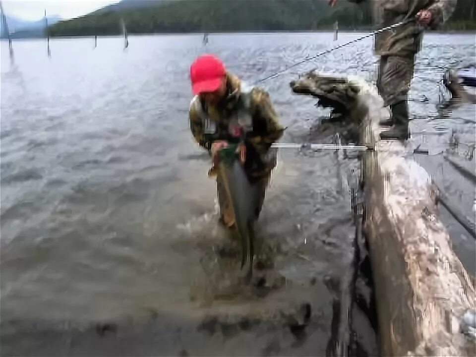 Щука красноярск. Рыбалка на Саяно Шушенском водохранилище. Рыбалка на Енисее щуку. Красноярское море щука. Ненецкая рыбалка.